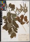 Foto von Salix caprea L. x Salix cinerea L.